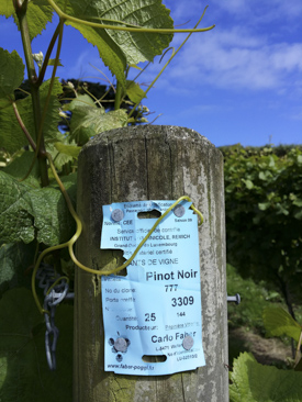 The Pinot Noir